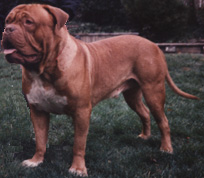 PUPPIES FOR SALE...Click Here For Details
