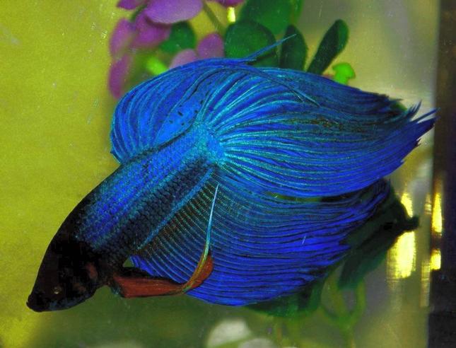 types of ornamental fish...Click Here For Details